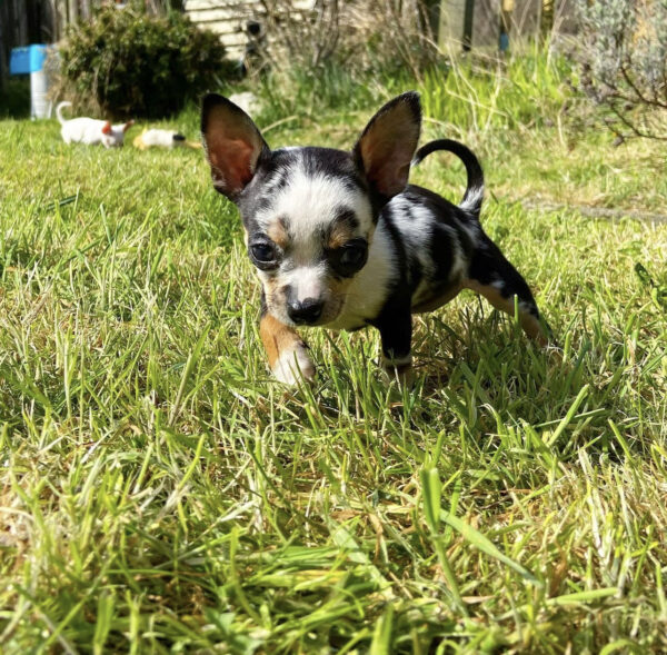 Merle chihuahua for sale