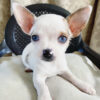 Chihuahua puppies for sale in NC