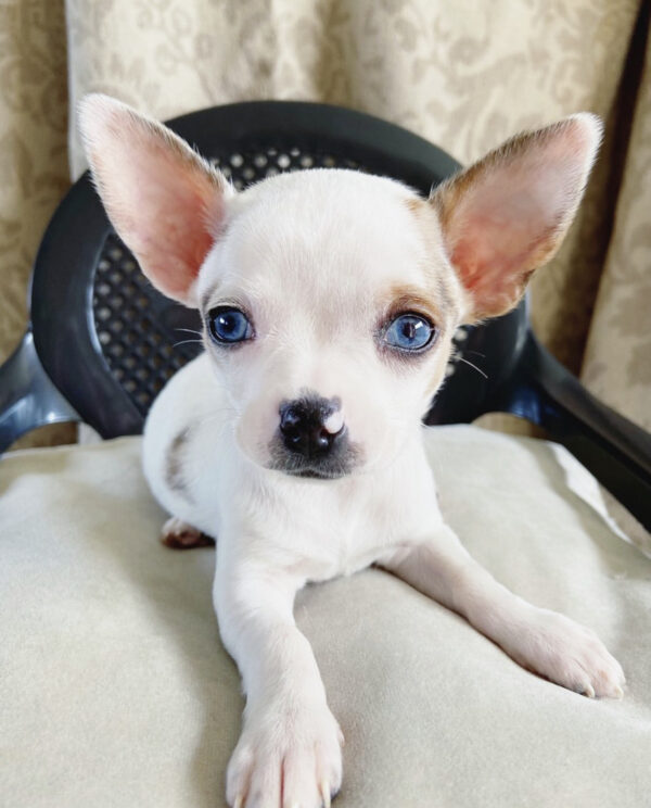 Chihuahua puppies for sale in NC