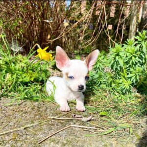 Chihuahua puppies for sale in NC