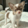 Chihuahua puppies craigslist