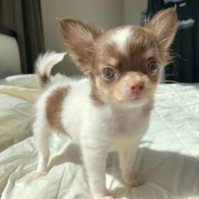 Chihuahua puppies craigslist Chihuahua puppies craigslist