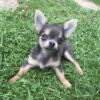 Long haired chihuahua puppies for sale