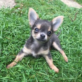 Long haired chihuahua puppies for sale