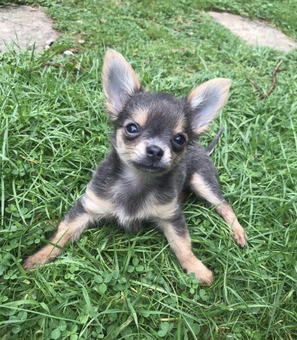 Long haired chihuahua puppies for sale