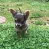 Long haired chihuahua puppies for sale
