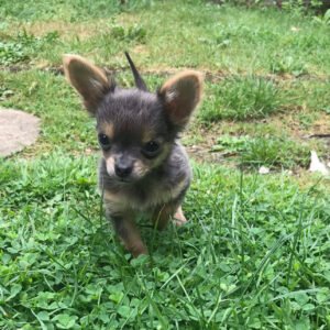 Long haired chihuahua puppies for sale