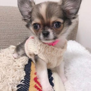 Long hair chihuahua for sale