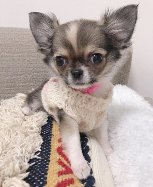 Long hair chihuahua for sale