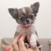 Long hair chihuahua for sale
