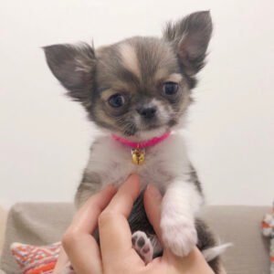 Long hair chihuahua for sale