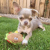 Chihuahua puppies for sale in Florida