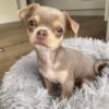 Chihuahua puppies for sale in Florida