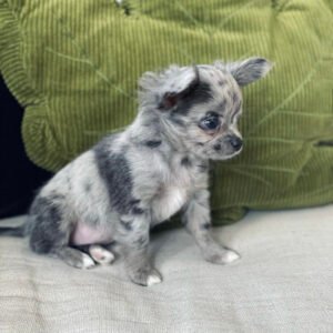Long haired chihuahua for sale