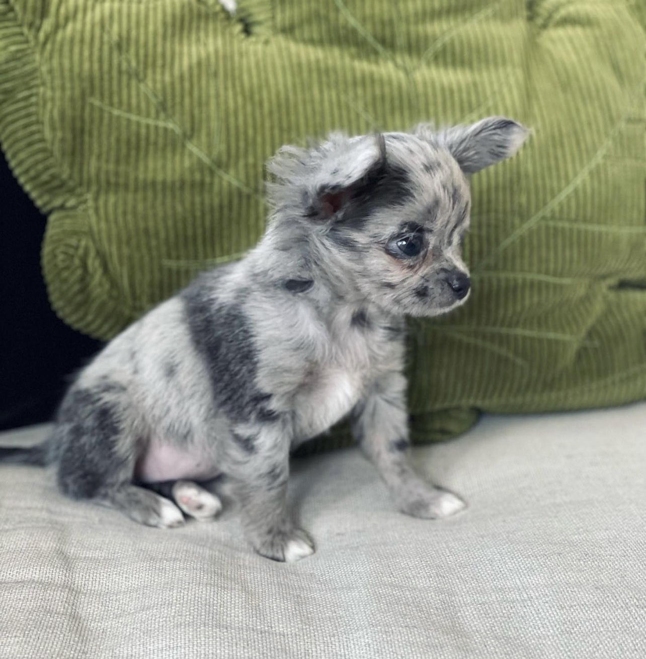 Long Haired Chihuahua For Sale Long Haired Chihuahuas For Sale   IMG 8891 