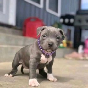 Micro pitbull puppies for sale