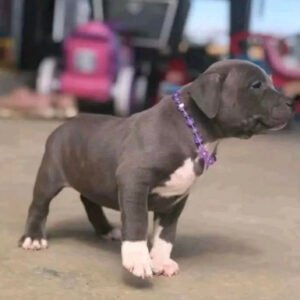 Micro pitbull puppies for sale