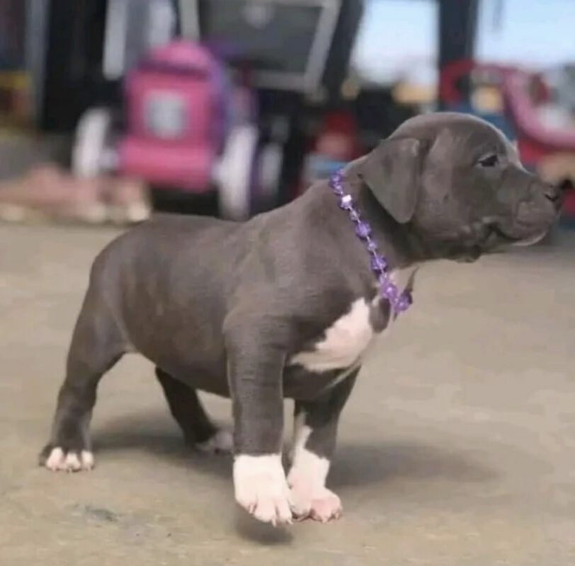 Micro Pitbull For Sale Near Me