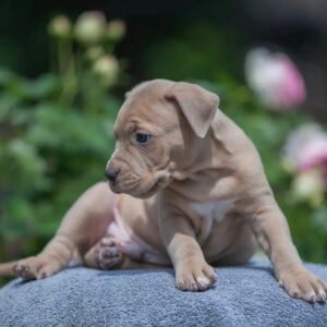 Pitbull puppies for sale