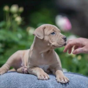 Pitbull puppies for sale