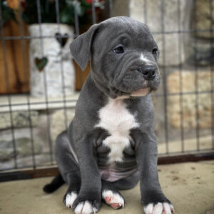 Bully pitbull for sale