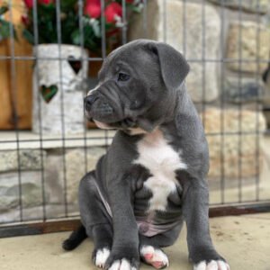 Bully pitbull for sale