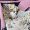Chihuahua puppies for sale in ohio