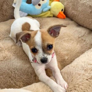 Chihuahua puppies for sale in ohio