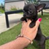 Applehead chihuahua for sale
