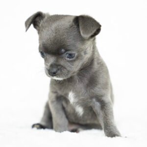 Blue merle chihuahua