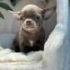 Deer head chihuahua for sale
