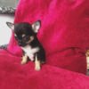 Teacup chihuahua puppies for sale near me