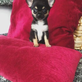 Teacup chihuahua puppies for sale near me