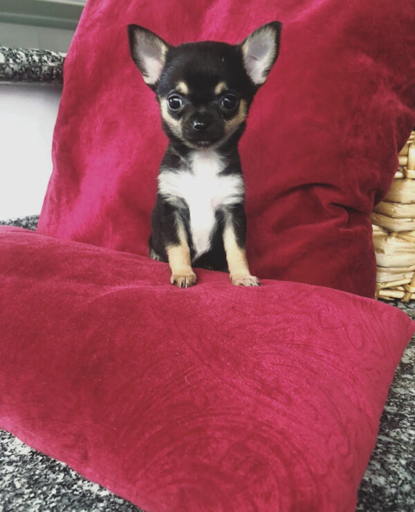 Teacup chihuahua puppies for sale near me