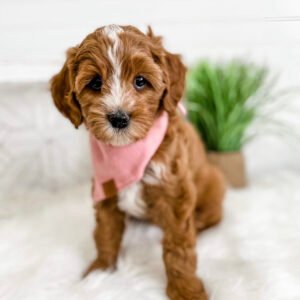 Cavapoo full grown