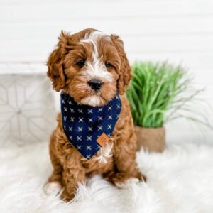 Cavapoo full grown