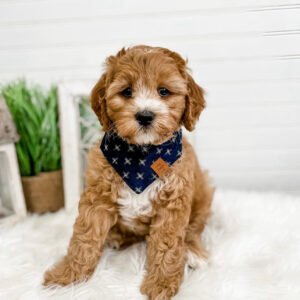 Full grown cavapoo puppies