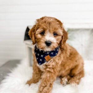Full grown cavapoo puppies