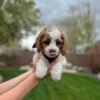 Teacup cavapoo full grown