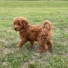 Teacup cavapoo for sale