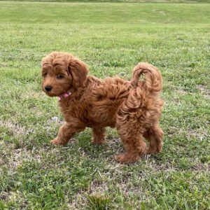 Teacup cavapoo for sale