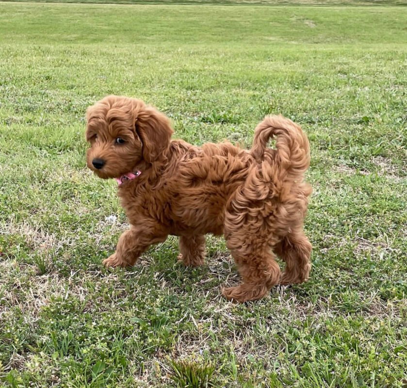 Teacup cavapoo for sale/Teacup cavapoo/Teacup cavapoos