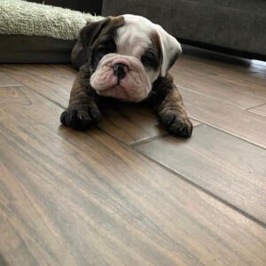Brindle english bulldog