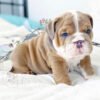 Blue merle english bulldog