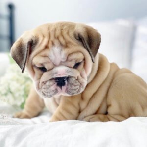 American bulldog english bulldog