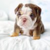 Lilac merle english bulldog