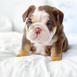 Lilac merle english bulldog