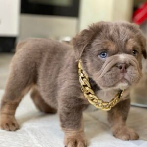 Fluffy english bulldog