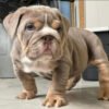 Lilac english bulldog