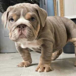 Lilac english bulldog